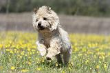 CAIRN TERRIER 272